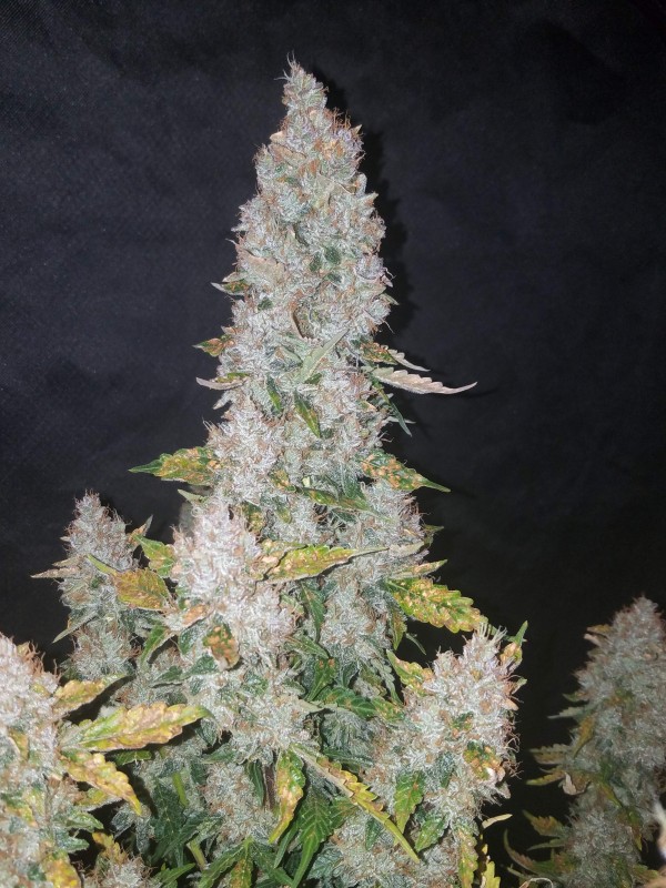 BearBush-Bear-Bush-Botanical-Collective-Fast-Buds-Stardawg-Auto-9