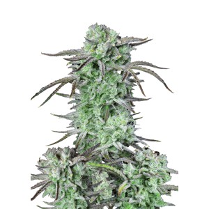 BearBush-Bear-Bush-Botanical-Collective-Fast-Buds-Strawberry-Banana-Auto-2