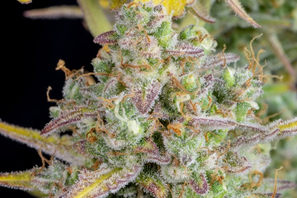 BearBush-Bear-Bush-Botanical-Collective-Fast-Buds-Wedding-Cheesecake-Auto-11