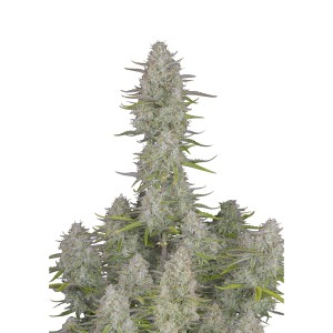 BearBush-Bear-Bush-Botanical-Collective-Fast-Buds-Wedding-Cheesecake-Auto-2