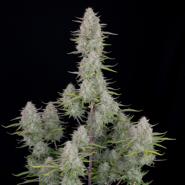 BearBush-Bear-Bush-Botanical-Collective-Fast-Buds-Wedding-Cheesecake-Auto-3