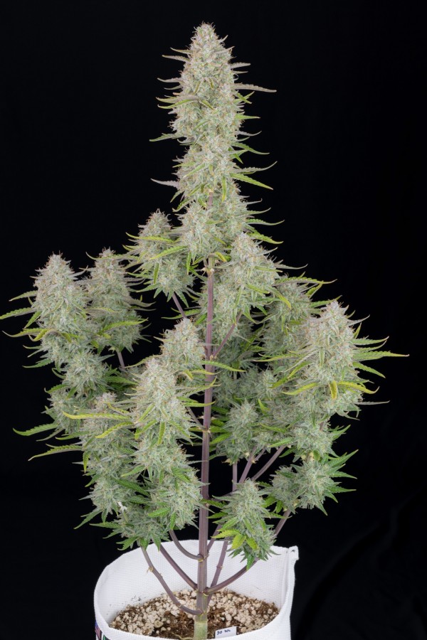 BearBush-Bear-Bush-Botanical-Collective-Fast-Buds-Wedding-Cheesecake-Auto-4