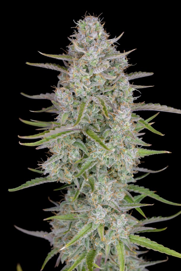 BearBush-Bear-Bush-Botanical-Collective-Fast-Buds-Wedding-Cheesecake-Auto-7
