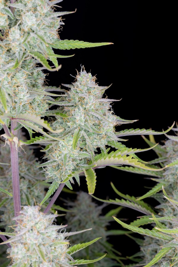 BearBush-Bear-Bush-Botanical-Collective-Fast-Buds-Wedding-Cheesecake-Auto-8