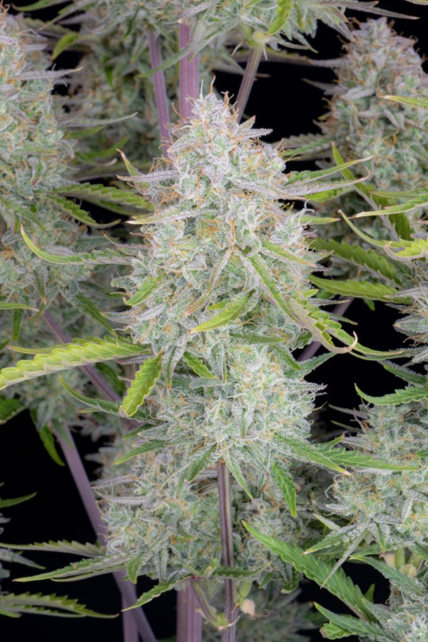 BearBush-Bear-Bush-Botanical-Collective-Fast-Buds-Wedding-Cheesecake-Auto-9