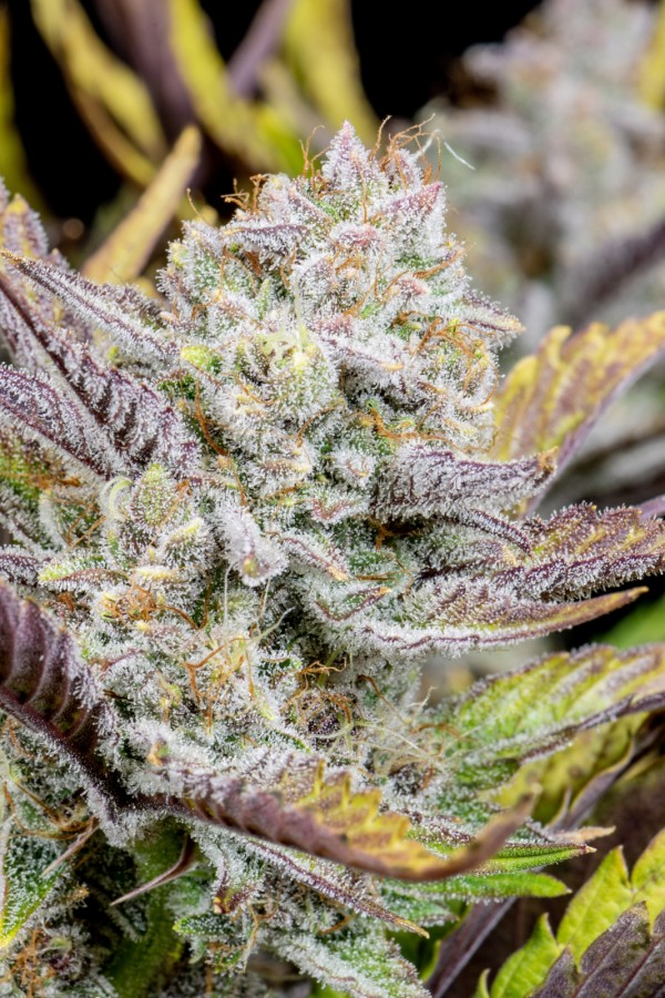 BearBush-Bear-Bush-Botanical-Collective-Fast-Buds-Wedding-Glue-Auto-10