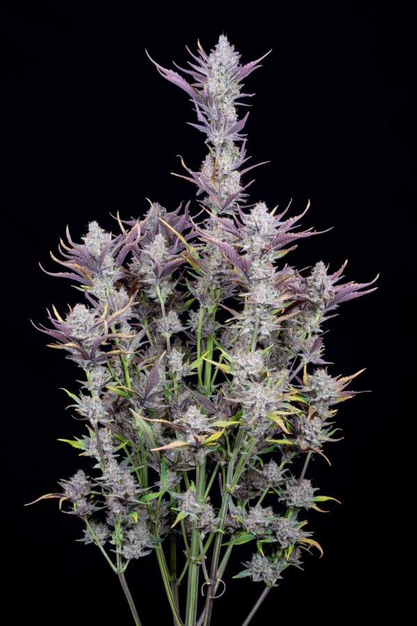 BearBush-Bear-Bush-Botanical-Collective-Fast-Buds-Wedding-Glue-Auto-12