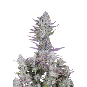 BearBush-Bear-Bush-Botanical-Collective-Fast-Buds-Wedding-Glue-Auto-2