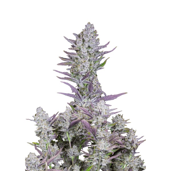 BearBush-Bear-Bush-Botanical-Collective-Fast-Buds-Wedding-Glue-Auto-2