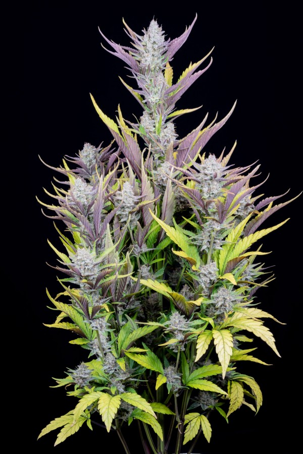 BearBush-Bear-Bush-Botanical-Collective-Fast-Buds-Wedding-Glue-Auto-3