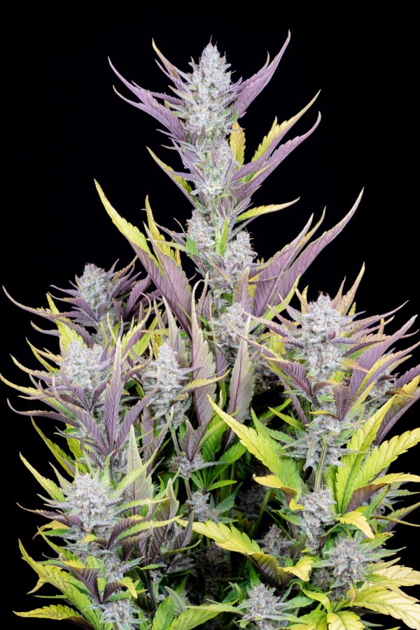 BearBush-Bear-Bush-Botanical-Collective-Fast-Buds-Wedding-Glue-Auto-4