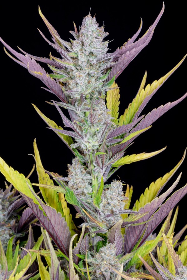 BearBush-Bear-Bush-Botanical-Collective-Fast-Buds-Wedding-Glue-Auto-5