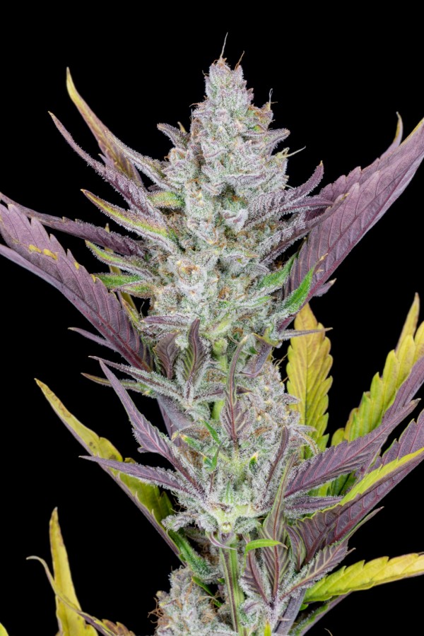 BearBush-Bear-Bush-Botanical-Collective-Fast-Buds-Wedding-Glue-Auto-6