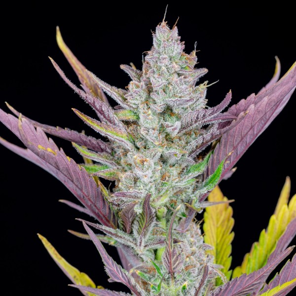 BearBush-Bear-Bush-Botanical-Collective-Fast-Buds-Wedding-Glue-Auto-7