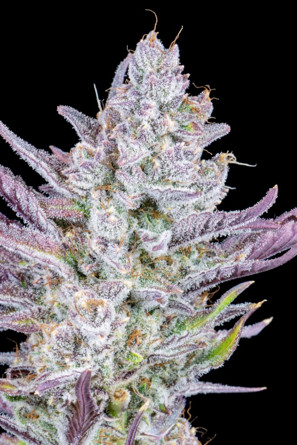 BearBush-Bear-Bush-Botanical-Collective-Fast-Buds-Wedding-Glue-Auto-8