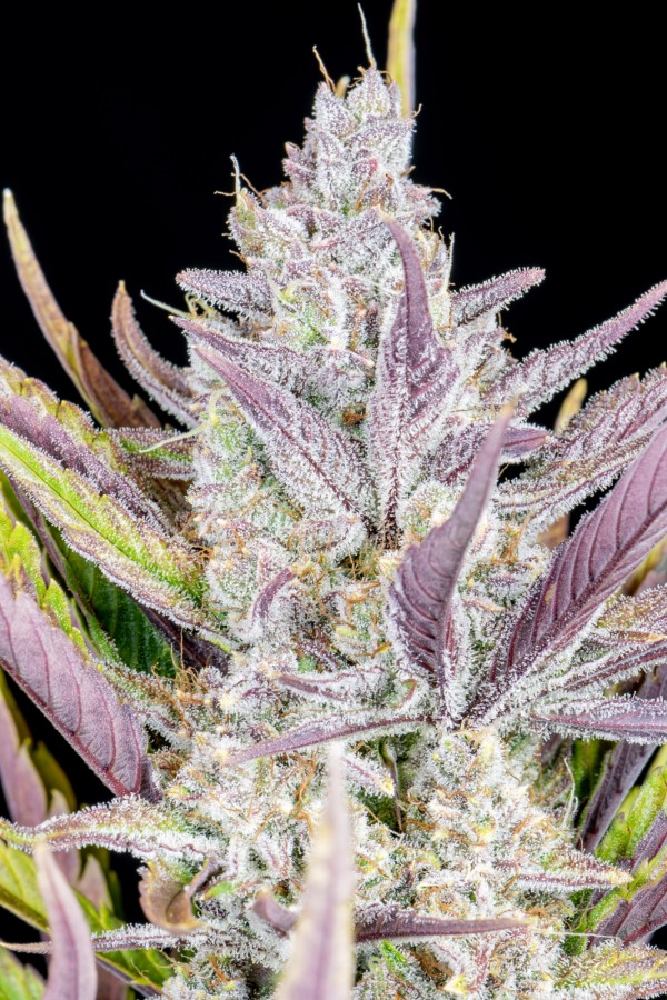 BearBush-Bear-Bush-Botanical-Collective-Fast-Buds-Wedding-Glue-Auto-9
