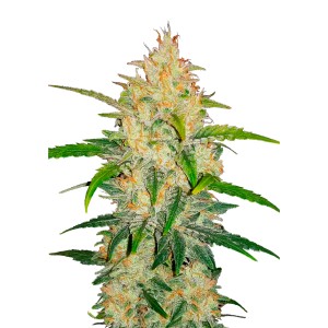 BearBush-Bear-Bush-Botanical-Collective-Fast-Buds-Z-Auto-(Ex-Zkittlez-Auto)-2