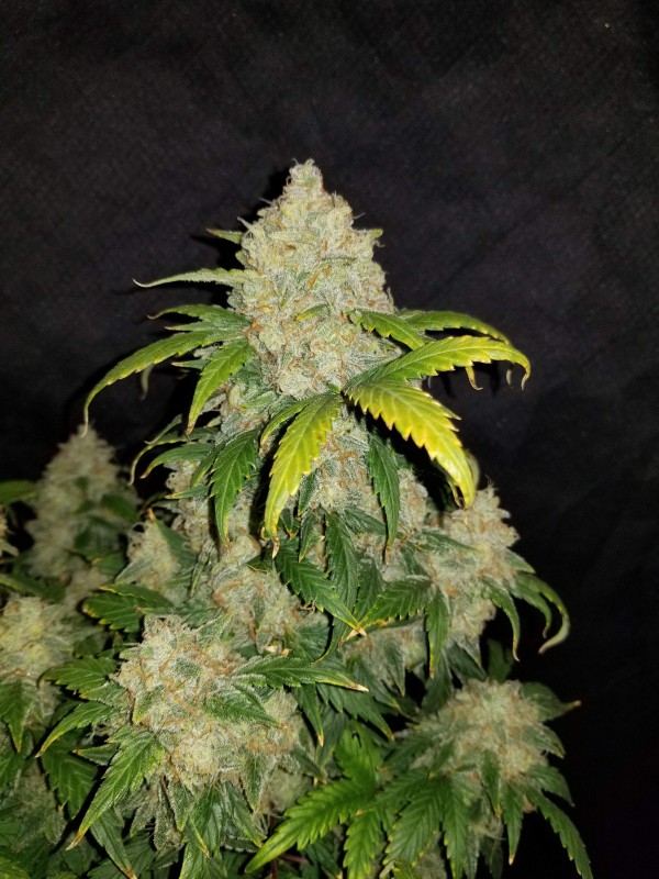 BearBush-Bear-Bush-Botanical-Collective-Fast-Buds-Z-Auto-(Ex-Zkittlez-Auto)-6