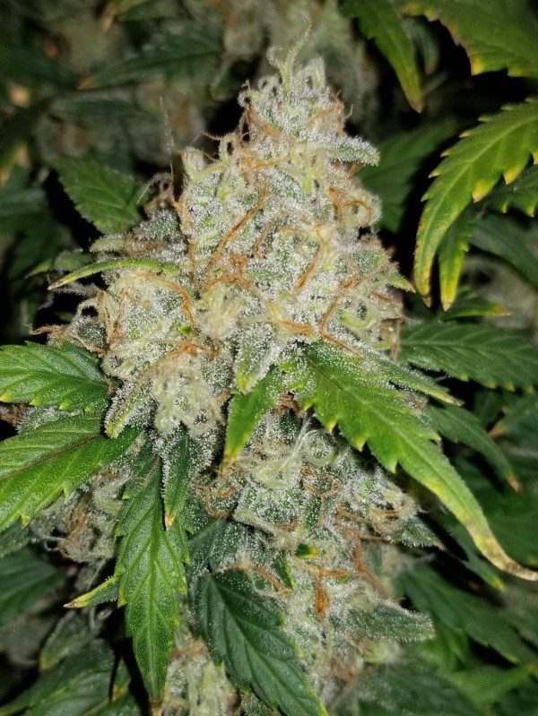BearBush-Bear-Bush-Botanical-Collective-Fast-Buds-Z-Auto-(Ex-Zkittlez-Auto)-9
