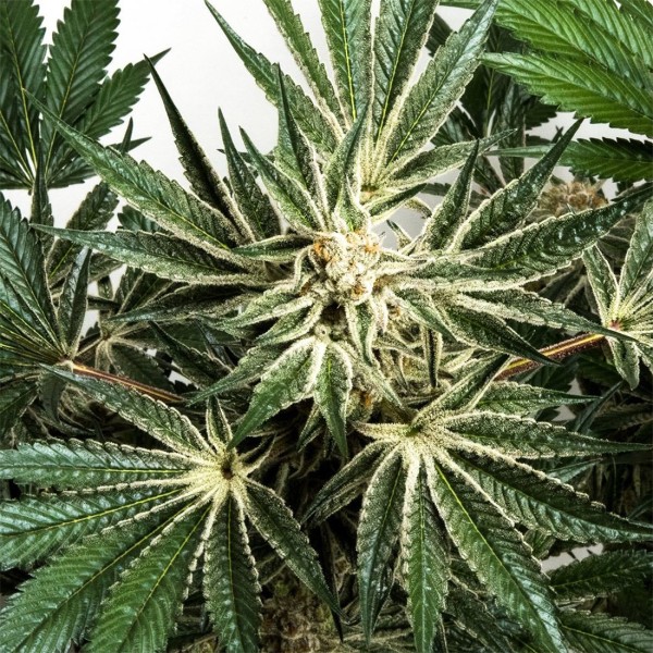 BearBush-Bear-Bush-Botanical-Collective-Purple-City-Genetics-Blue-Dream-x-Key-Lime-Pie-Fem-3-v2