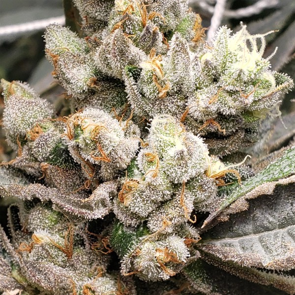 BearBush-Bear-Bush-Botanical-Collective-Purple-City-Genetics-Brrr-Berry-OG-x-Strawnana-Fem-3-v2
