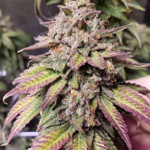 BearBush-Bear-Bush-Botanical-Collective-Purple-City-Genetics-Bubba-Diagonal-x-Purple-Punch-Fem-3-v2