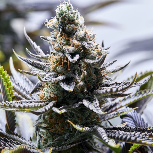 BearBush-Bear-Bush-Botanical-Collective-Purple-City-Genetics-East-Bay-OG-x-Purple-Punch-Fem-3-v2
