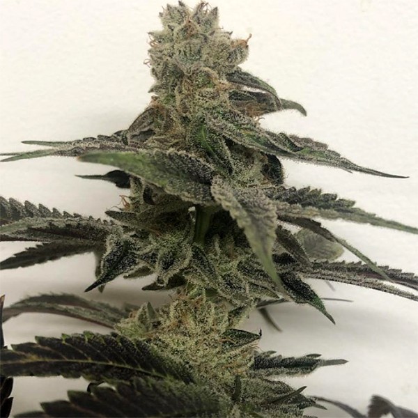BearBush-Bear-Bush-Botanical-Collective-Purple-City-Genetics-Forbidden-Zkittlez-x-Purple-Punch-Fem-3-v2