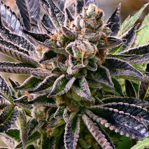 BearBush-Bear-Bush-Botanical-Collective-Purple-City-Genetics-Gushers-x-Strawnana-Fem-3-v2