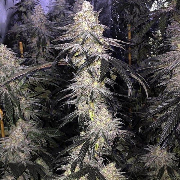 BearBush-Bear-Bush-Botanical-Collective-Purple-City-Genetics-Kush-Mints-x-Strawnana-Fem-3-v2