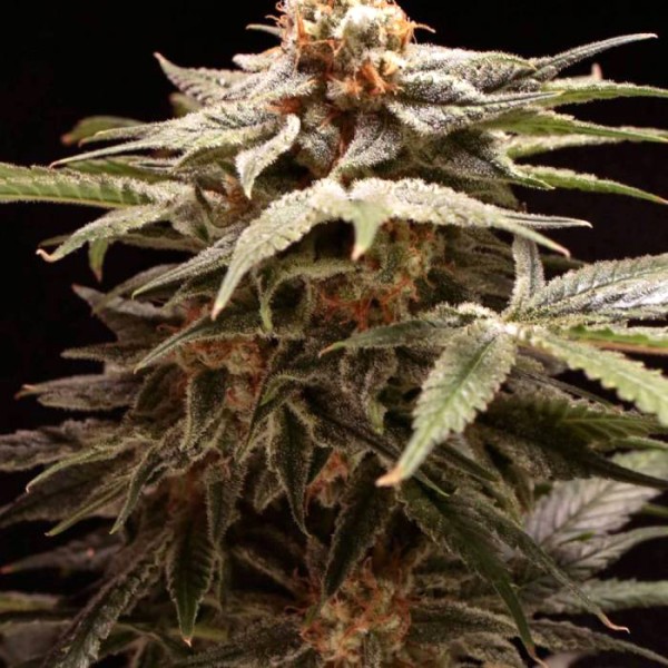 BearBush-Bear-Bush-Botanical-Collective-Purple-City-Genetics-Papaya-Punch-x-THC-Bomb-Fem-3-v2