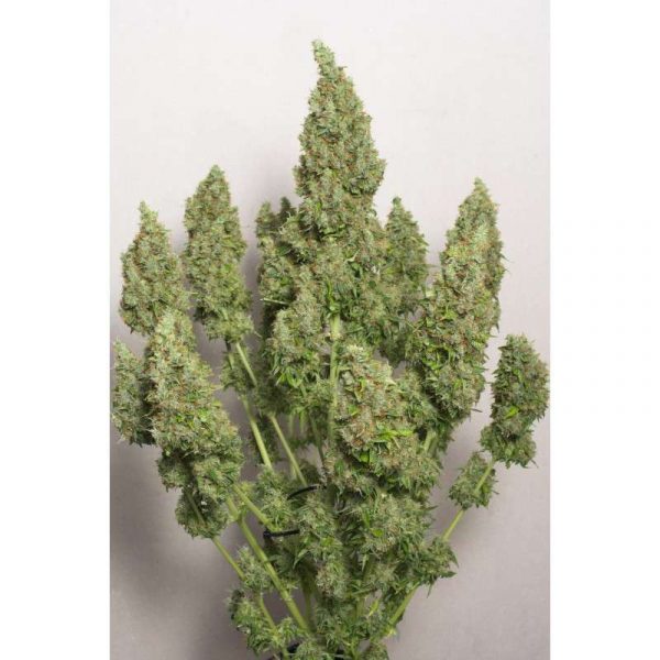 Auto Mazar Dutch Passion 013 - Semi CBD Seeds