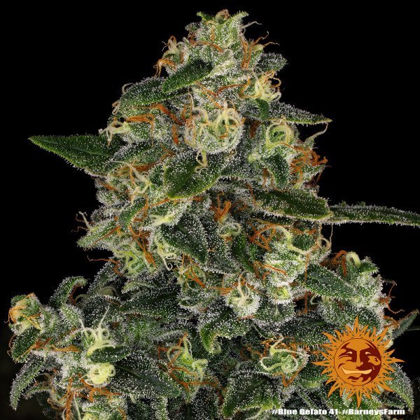 BearBush-Bear-Bush-Botanical-Collective-Barneys-Farm-Blue-Gelato-41-Fem-10