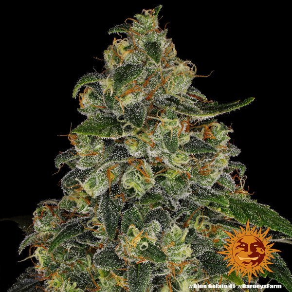 BearBush-Bear-Bush-Botanical-Collective-Barneys-Farm-Blue-Gelato-41-Fem-11