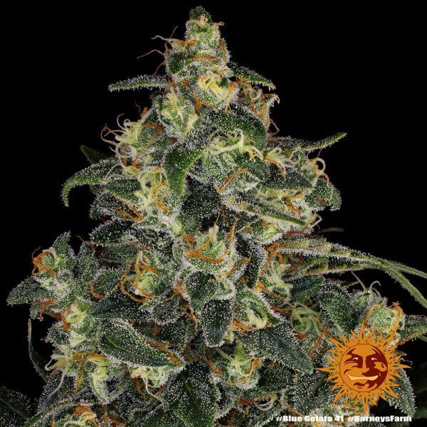 BearBush-Bear-Bush-Botanical-Collective-Barneys-Farm-Blue-Gelato-41-Fem-12