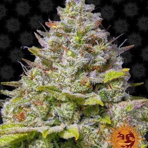 BearBush-Bear-Bush-Botanical-Collective-Barneys-Farm-Blue-Gelato-41-Fem-2