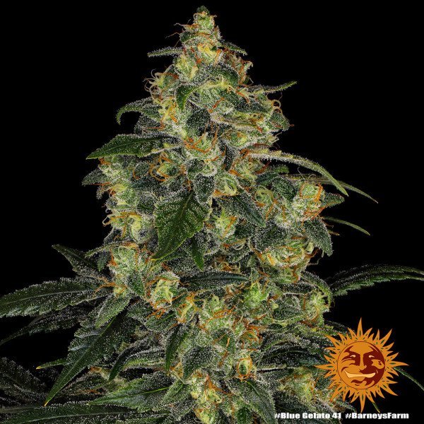 BearBush-Bear-Bush-Botanical-Collective-Barneys-Farm-Blue-Gelato-41-Fem-3