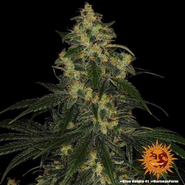 BearBush-Bear-Bush-Botanical-Collective-Barneys-Farm-Blue-Gelato-41-Fem-4