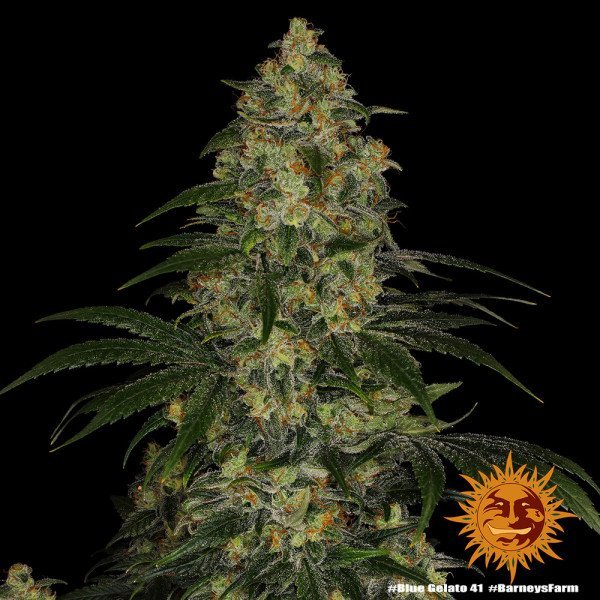 BearBush-Bear-Bush-Botanical-Collective-Barneys-Farm-Blue-Gelato-41-Fem-5