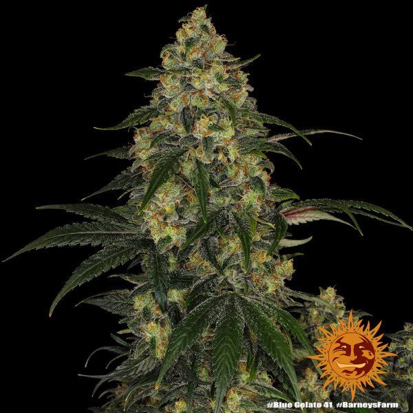 BearBush-Bear-Bush-Botanical-Collective-Barneys-Farm-Blue-Gelato-41-Fem-6