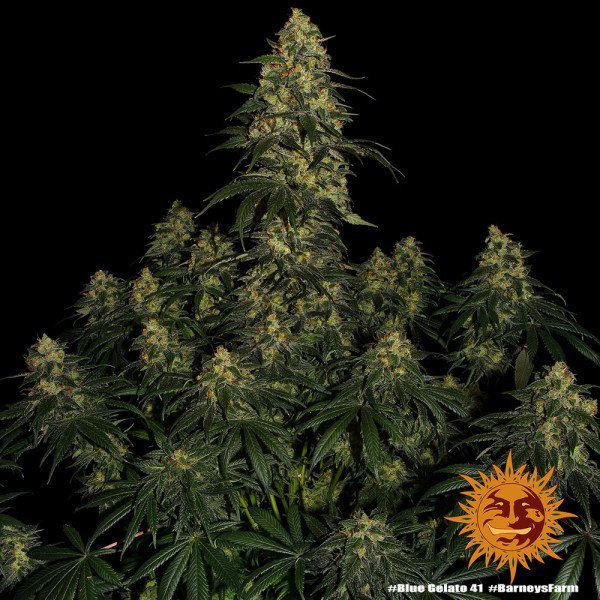 BearBush-Bear-Bush-Botanical-Collective-Barneys-Farm-Blue-Gelato-41-Fem-7