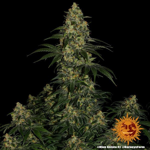 BearBush-Bear-Bush-Botanical-Collective-Barneys-Farm-Blue-Gelato-41-Fem-8