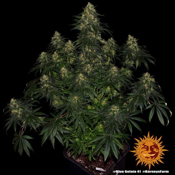 BearBush-Bear-Bush-Botanical-Collective-Barneys-Farm-Blue-Gelato-41-Fem-9