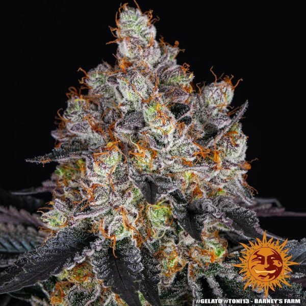 BearBush-Bear-Bush-Botanical-Collective-Barneys-Farm-Gelato-Fem-11