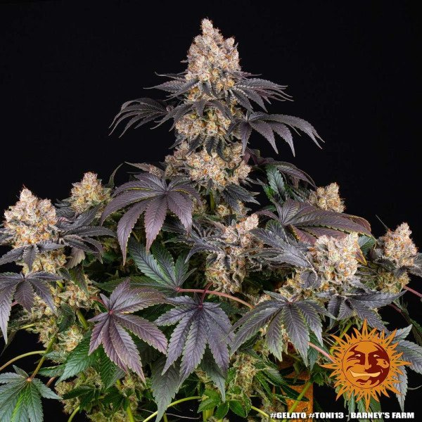 BearBush-Bear-Bush-Botanical-Collective-Barneys-Farm-Gelato-Fem-12