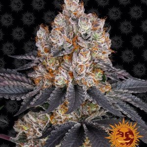 BearBush-Bear-Bush-Botanical-Collective-Barneys-Farm-Gelato-Fem-2