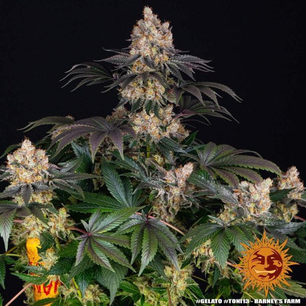 BearBush-Bear-Bush-Botanical-Collective-Barneys-Farm-Gelato-Fem-4