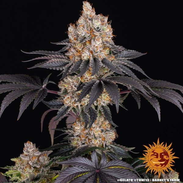 BearBush-Bear-Bush-Botanical-Collective-Barneys-Farm-Gelato-Fem-5