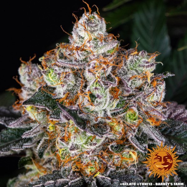 BearBush-Bear-Bush-Botanical-Collective-Barneys-Farm-Gelato-Fem-6