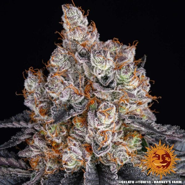 BearBush-Bear-Bush-Botanical-Collective-Barneys-Farm-Gelato-Fem-8